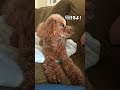 お散歩に行きたすぎるトイプードル #dog #toypoodle