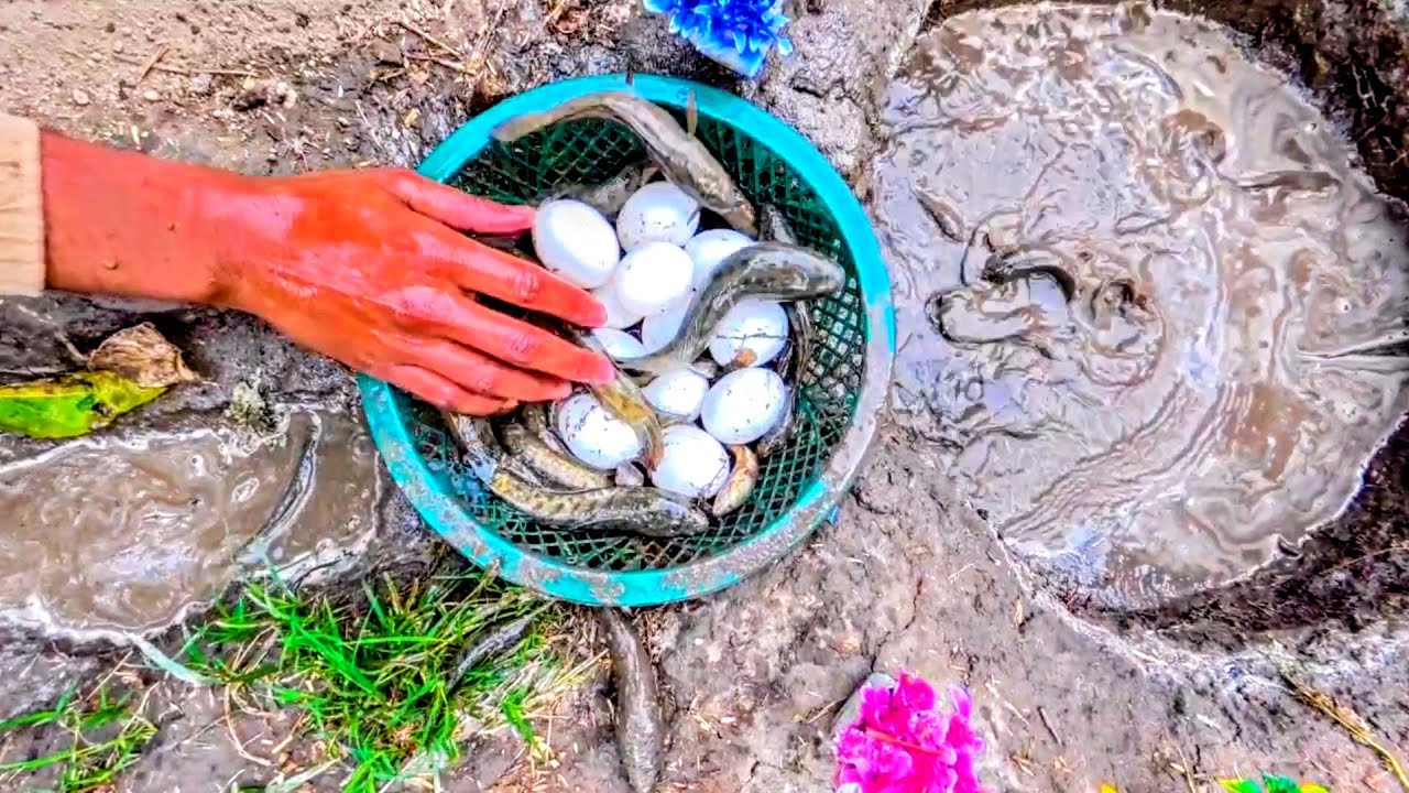 A Lot of Fish And A Lot Of Eggs Came Out Of a Beautiful Pond at The same Time 🐠