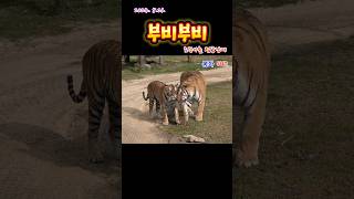 부비부비 (2024. 5.21.)(봉화sun)(호랑이숲0 #tiger #zoo #animals
