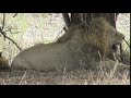 Lion panting in 40° heat in Kruger Park