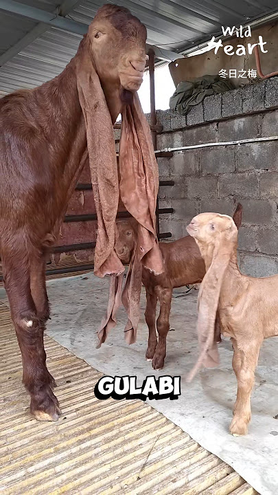 Long-Eared Wonders: The Gulabi Pateri Goats