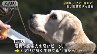 特定外来生物をにおいで　“ヒアリ探知犬”調査を公開(2023年10月22日)