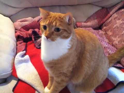 Mylo Membership Intro - Explanation of the 3 channel membership options, by Mylo the Cat!