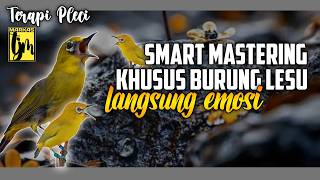 🔴 LIVE Terapi Pleci Lesu Kurang Emosi, Kurang birahi , kurang gacor !!!