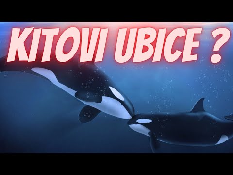 Video: Kit je riba ili sisar? Zanimljive činjenice o kitovima