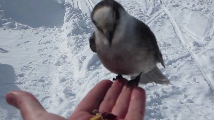 Gray Jay hand fed