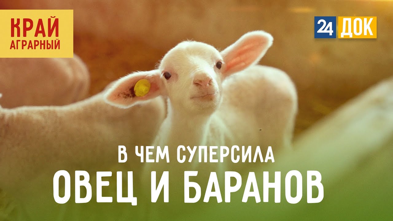 стрижка овец