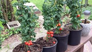 Curly Kaley Dwarf Tomato. So Much Fun To Grow!