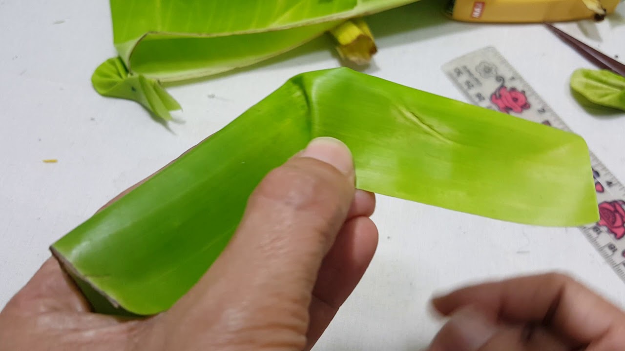 กลีบพัด ใบตองอ่อน