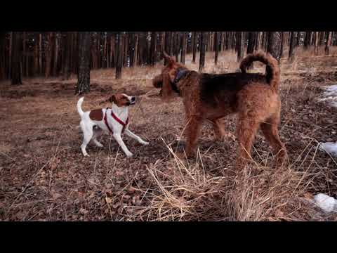 Счастливый Эрдельтерьер или правильная игра с сородичем.