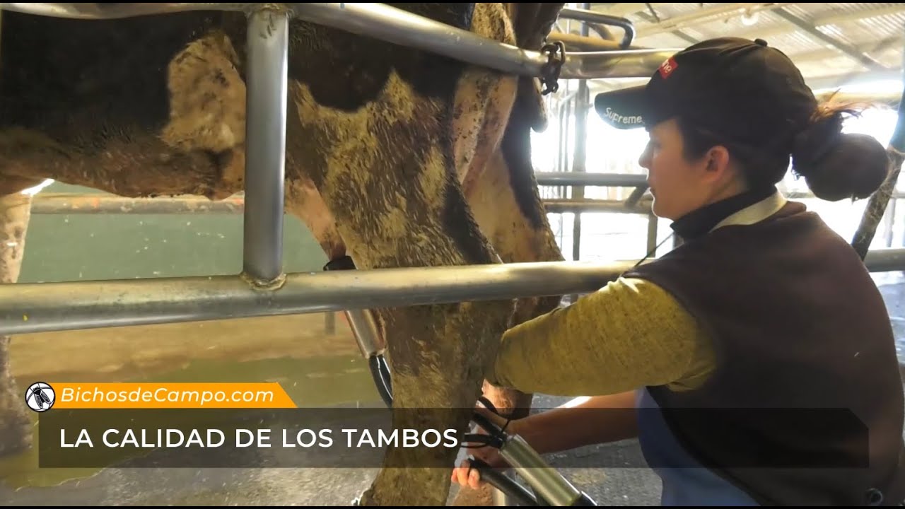 La calidad de los tambos - 15/5/2021