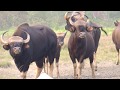 A herd of Gaur(Indian Bison) at Hollong Salt Pit | Jaldapara National Park |