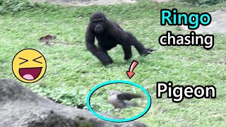 Gorilla Ringo,Jabali being busy with playing during meal time,R chasing pigeon金剛猩猩Ringo追鴿子和Jabali玩
