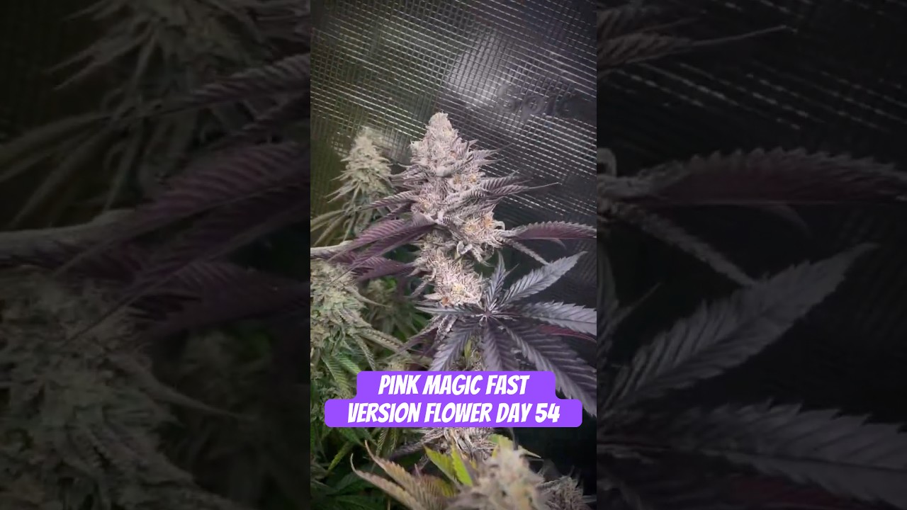 Pink Magic Fast Version Flower Day 54 