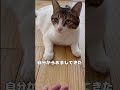 【保護猫】手出したらお手してくれる猫