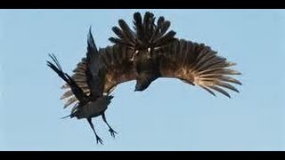 Crow attacks Volture