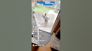Ranking Best Dog Fail Moments