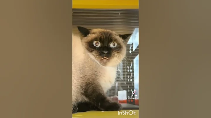 Video 11673571: cats funnycats catlover cute, cat funnycats reaction, cats catlover cute funny, cut cat funny