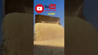 #ASMR maíz seco cayendo, ¿soy al único que le gusta este sonido? #maiz #agro #shorts