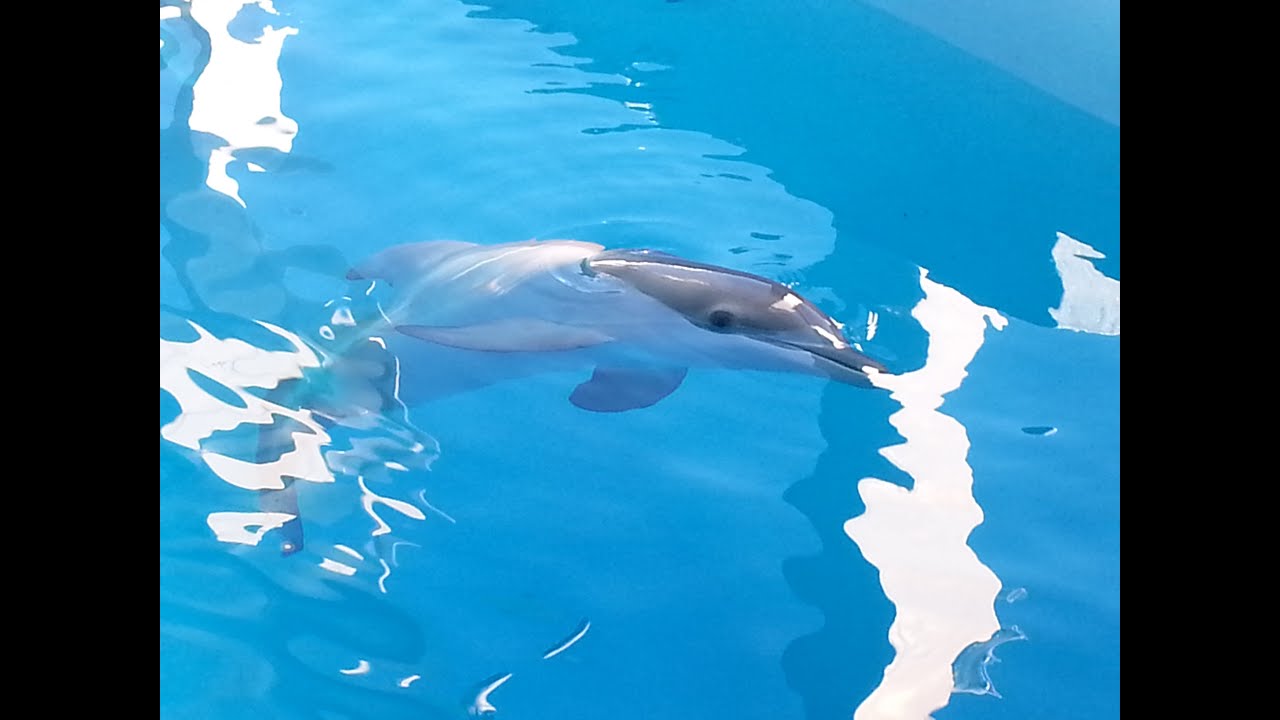 Clearwater Marine Aquarium 2014 YouTube