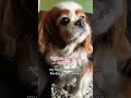 Funny moments of animals #petshorts #animalfailsfunny #animals being derps #funny pet fails