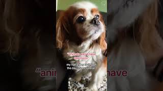 Funny moments of animals #petshorts #animalfailsfunny #animals being derps #funny pet fails