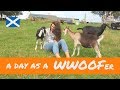 A day in the life of a WWOOFer - Scottish Highlands