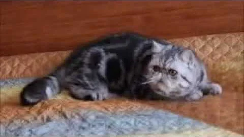 Watch the video about Chulpan cattery silver exotic and persian