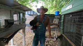 He waisted to much of my time HE HAS TO GO / How I cut my Roosters Toenails & Spurs / Quail Plucking by  Papaw's Place 793 views 2 weeks ago 31 minutes