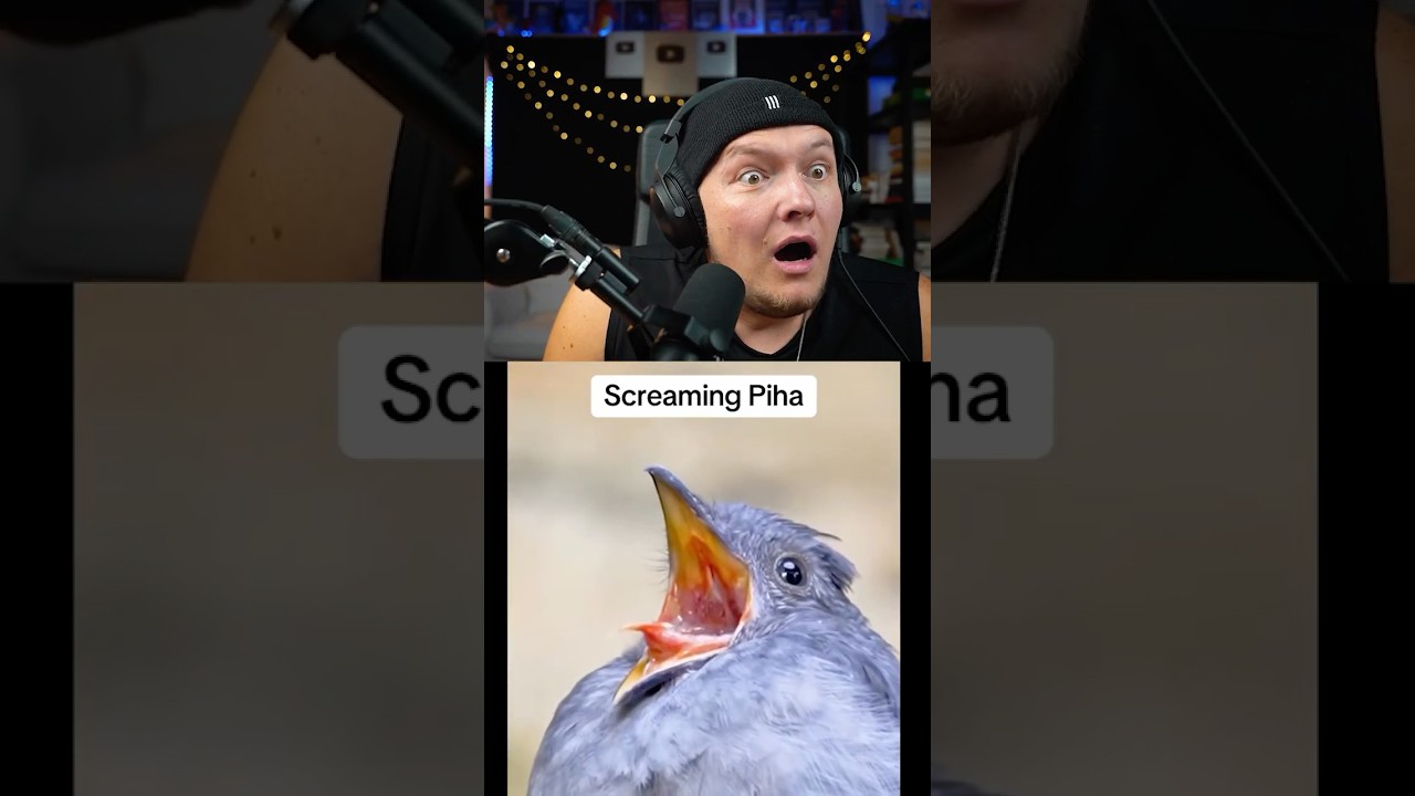 Craziest Bird sounds ever 😳 #beatbox #tiktok