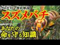 【完全版】スズメバチから命を守るための正しい知識