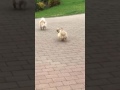 Bully shih tzu..