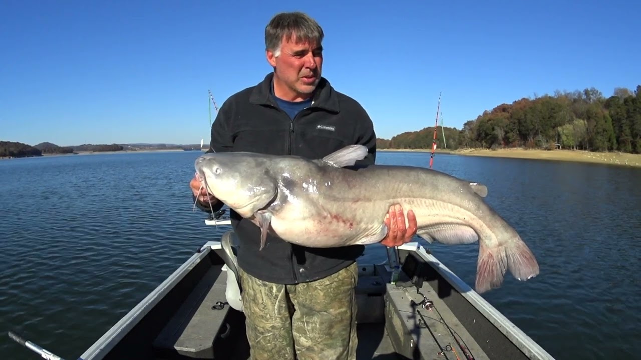 Trophy cat: Brookhaven man hauls in humpback blue catfish using
