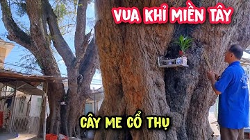 Lần đầu tiên !!! Vua Khỉ Miền Tây cùng đệ tử cưa cây Me 500 năm tuổi (Full).