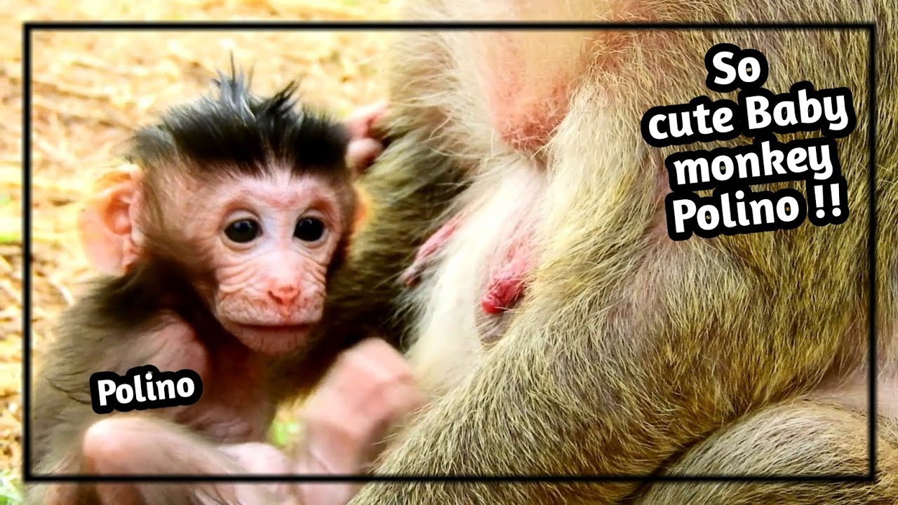 newborn monkey pet p1-Polino Baby monkey cute, 30-03-19 the video of Popeye & Polino,