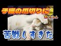 初めての爪切り　猫壱ストレスなくスパッと切れる猫用爪切りを使ってみた