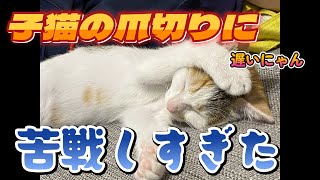 初めての爪切り　猫壱ストレスなくスパッと切れる猫用爪切りを使ってみた