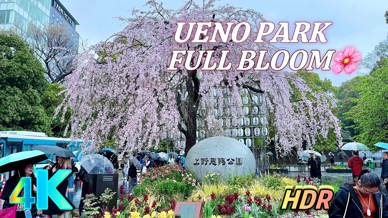 Cherry Blossom Beauty in Tokyo - Ueno Park 4K HDR, a frame from the walk
