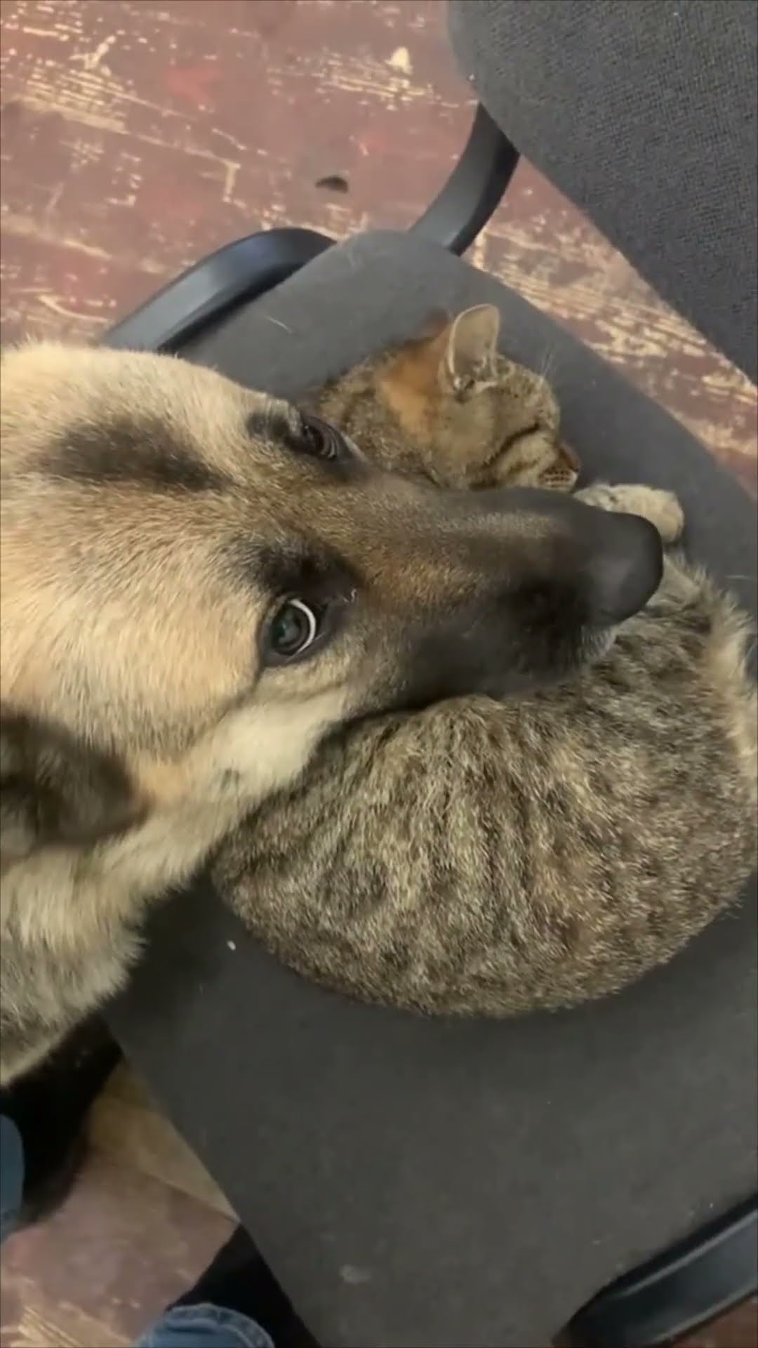 Man Petting Cat While Dog Swoops in for Attention