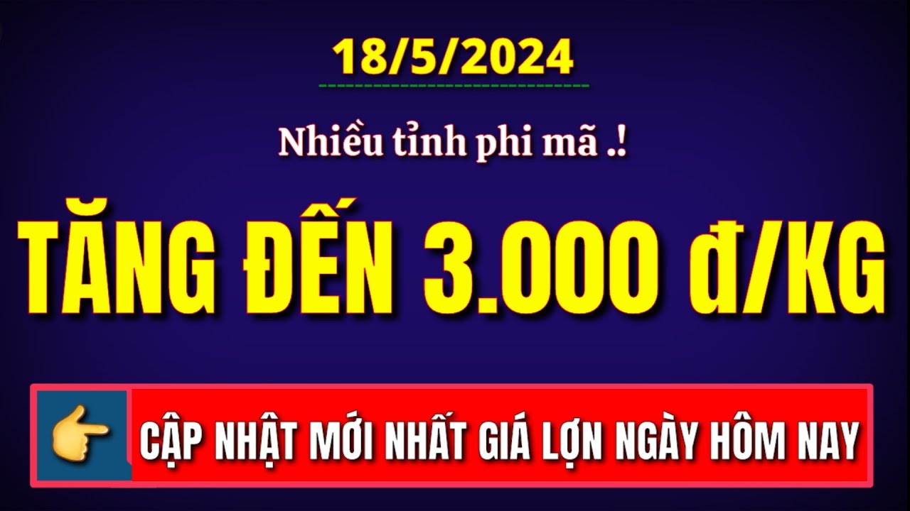 Giá heo hơi ngày hôm nay 18/5/2024 || Rất nhiều tỉnh giá lợn tăng phi ...