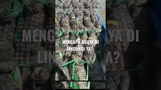 BUAYA ITU BAHAYA TAPI KENAPA DI LINDUNGI? #buaya