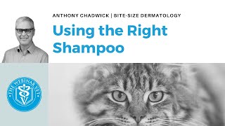 Veterinary Dermatology Top Tips - Using the Right Shampoo
