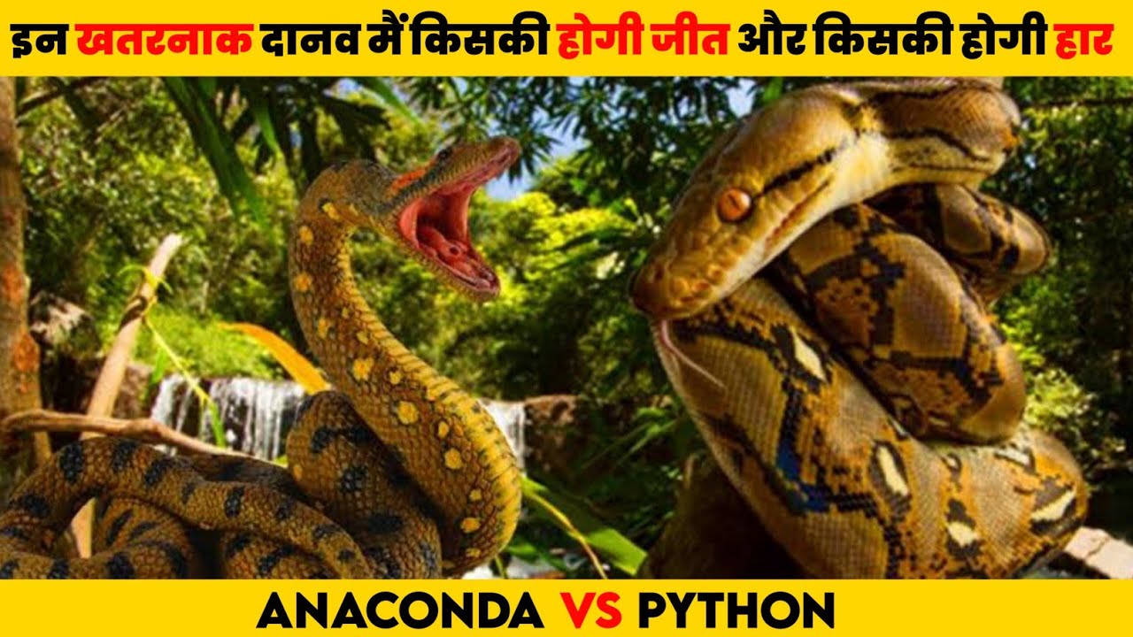 Anaconda VS Python | क्या होगा जब  खूंखार एनाकोंडा का मुकाबला होगा पाइथन के साथ | सांप की लड़ाई