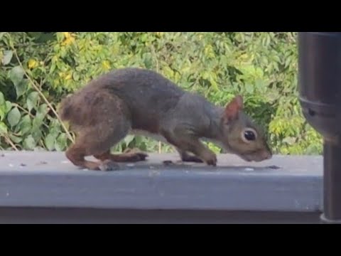 Squirrel with No Tail