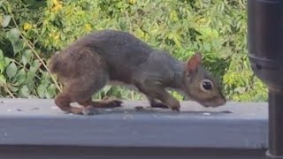 Squirrel with No Tail