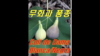 Fig Gallery Coll De Dama Blanca - Negra