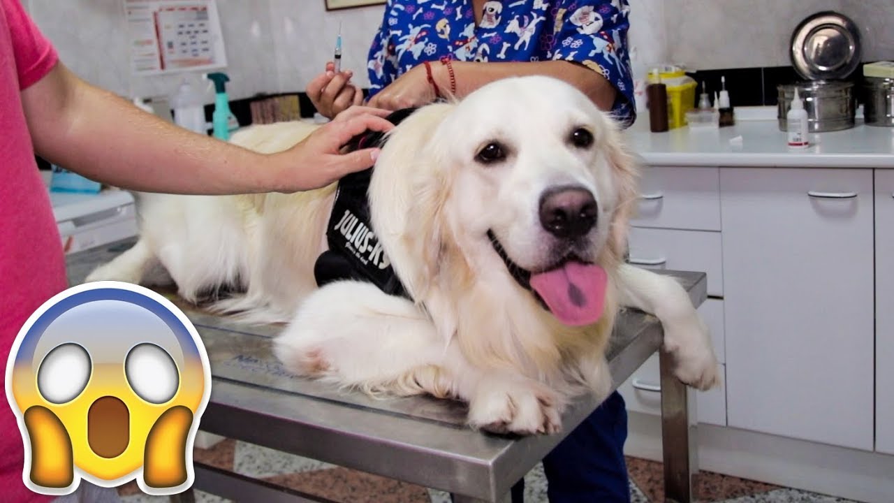 My Cute Dog At the Vet