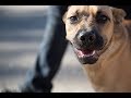 Free Dog Training Advice Free Dog Training Advice