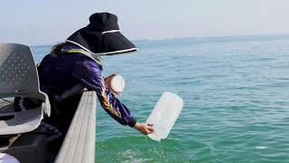 UWindsor researchers test the waters for harmful algae bloom