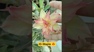 ID -Maple 🍁#adeniumcare #adeniumflower ##maple #desertrose #gardening #adeniumdesertrose
